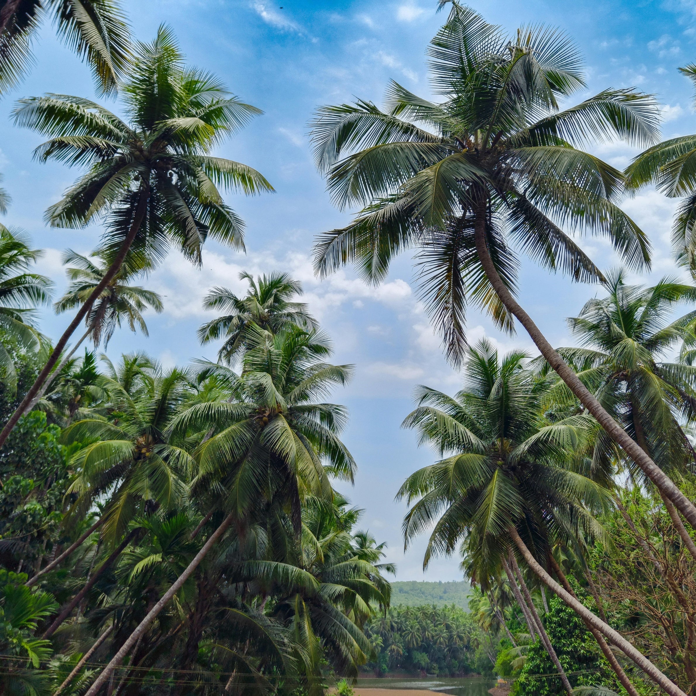 The Art of Iraca Palm: Colombia’s Timeless Craft